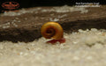 Red Ramshorn Snail (Indoplanorbis exustus)