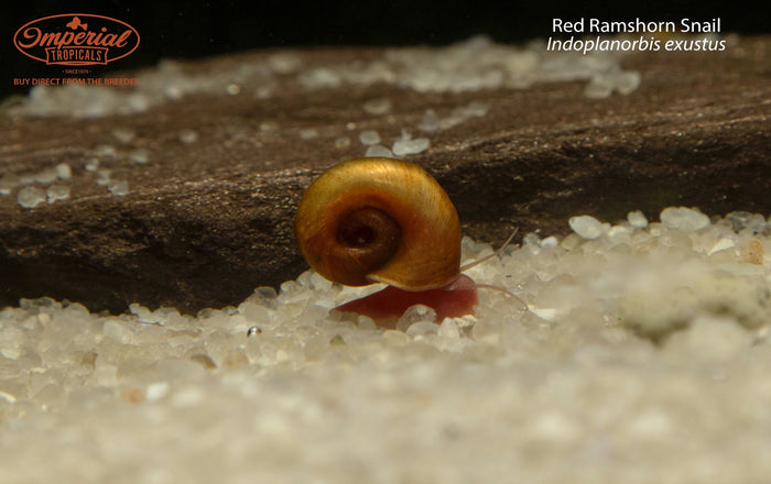 Red Ramshorn Snail (Indoplanorbis exustus)