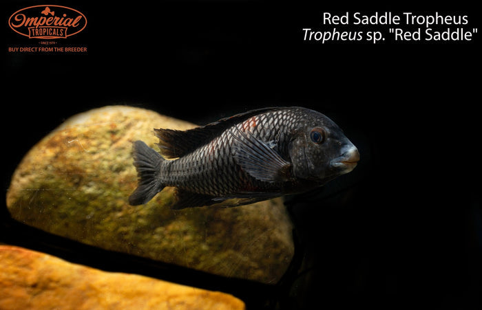 Red Saddle Tropheus