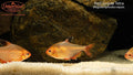 Red Serpae Tetra