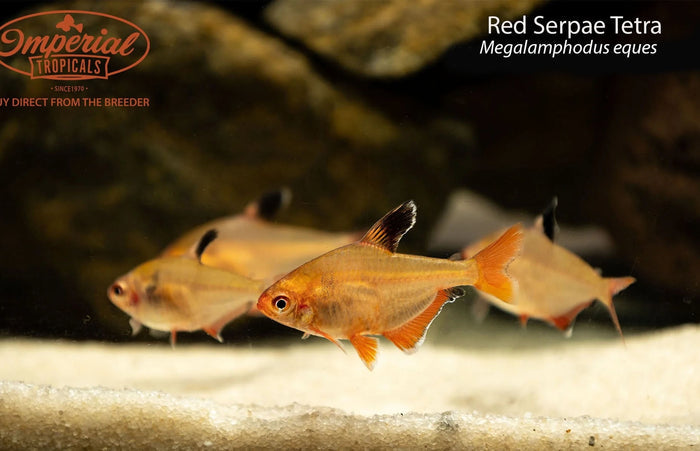 Red Serpae Tetra