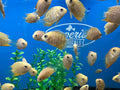 Red Spotted Severum