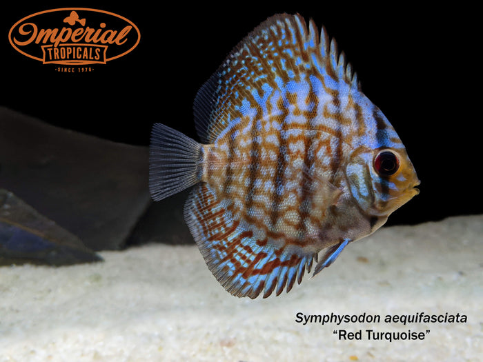 Red Turquoise Discus