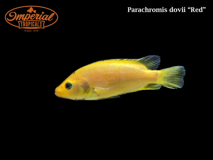 Red Wolf Cichlid