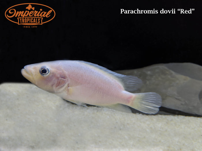 Red Wolf Cichlid