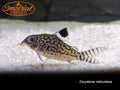 Reticulated Brochis