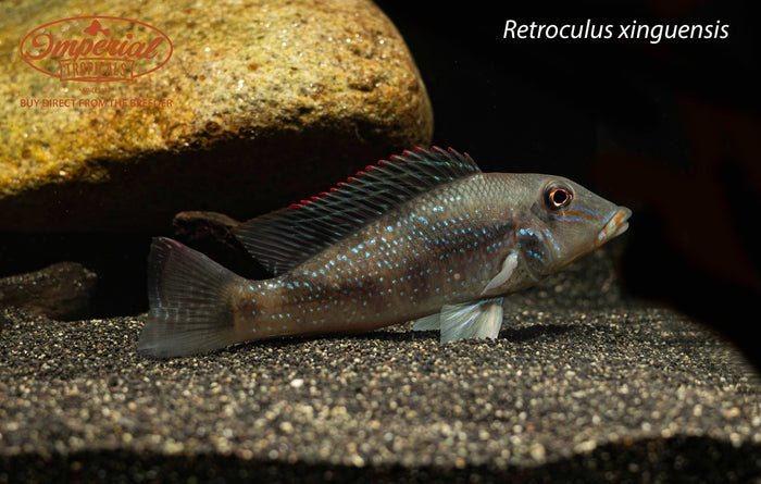 Retroculus xinguensis