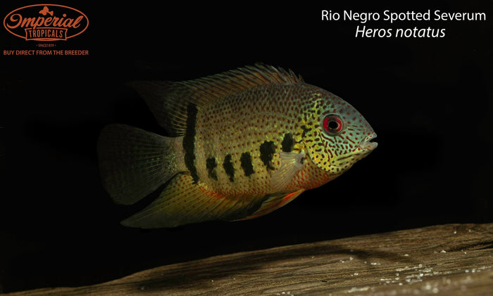 Rio Negro Spotted Severum (Heros notatus)
