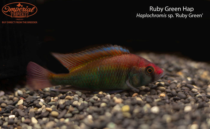 Ruby Green Hap (Haplochromis sp. 'Ruby Green')