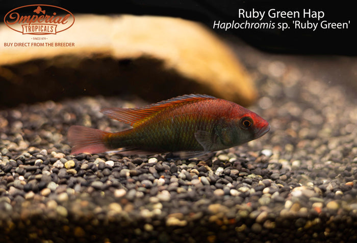 Ruby Green Hap (Haplochromis sp. 'Ruby Green')
