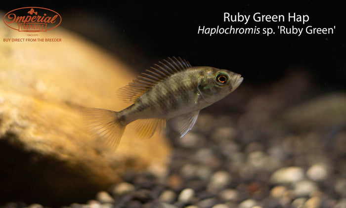 Ruby Green Hap (Haplochromis sp. 'Ruby Green')