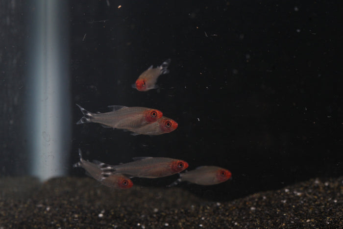 Rummynose Tetra (Hemigrammus rhodostomus) - Imperial Tropicals