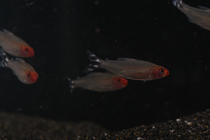 Rummynose Tetra (Hemigrammus rhodostomus) - Imperial Tropicals