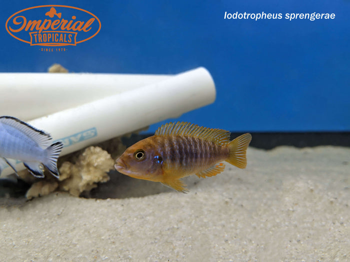 Rusty Cichlid