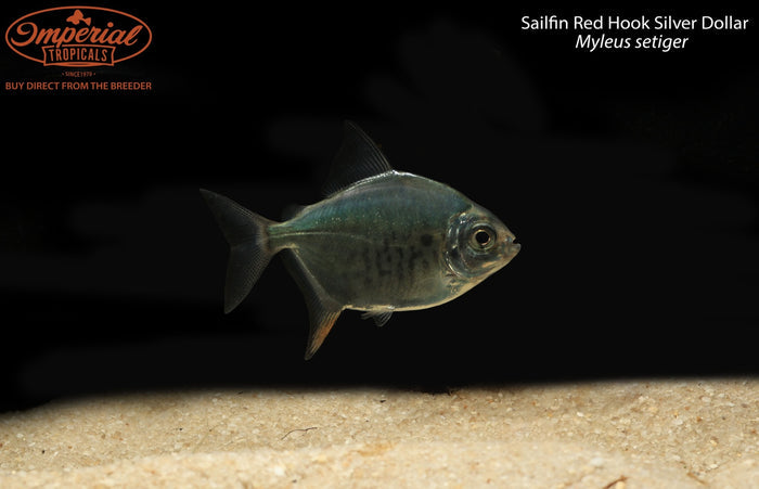 Sailfin Red Hook Silver Dollar (Myleus setiger)