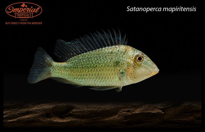 Satanoperca mapiritensis