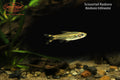 Scissortail Rasbora