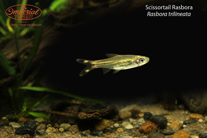 Scissortail Rasbora