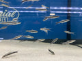 Siamese Algae Eater (Crossocheilus oblongus)