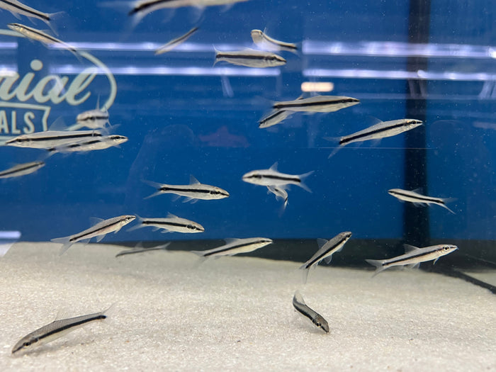Siamese Algae Eater (Crossocheilus oblongus)