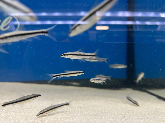 Siamese Algae Eater (Crossocheilus oblongus)