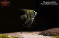 Silver Angelfish