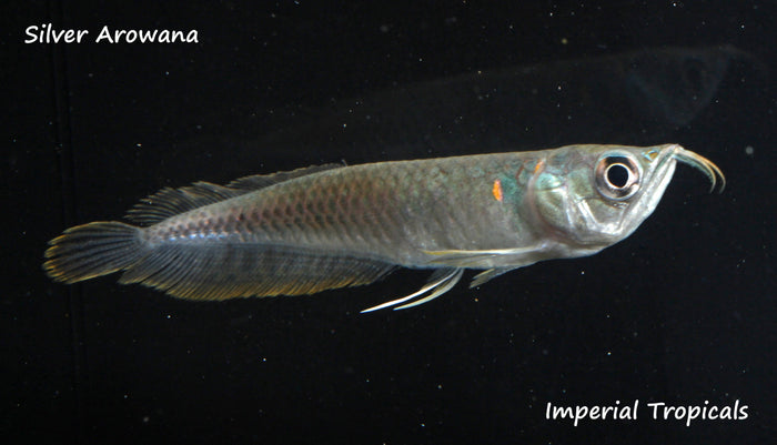 Silver Arowana (Osteoglossum bicirrhosum) - Imperial Tropicals