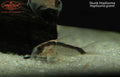 Skunk Hoplisoma (Hoplisoma granti)