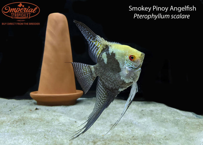 Smokey Pinoy Angelfish