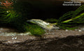 Snowball Shrimp