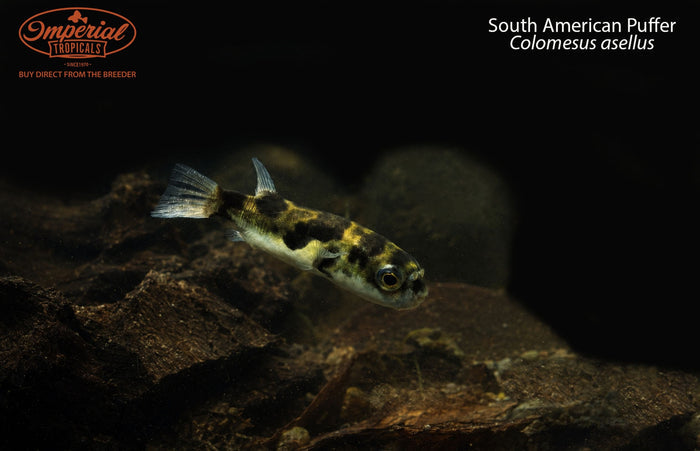 South American Puffer
