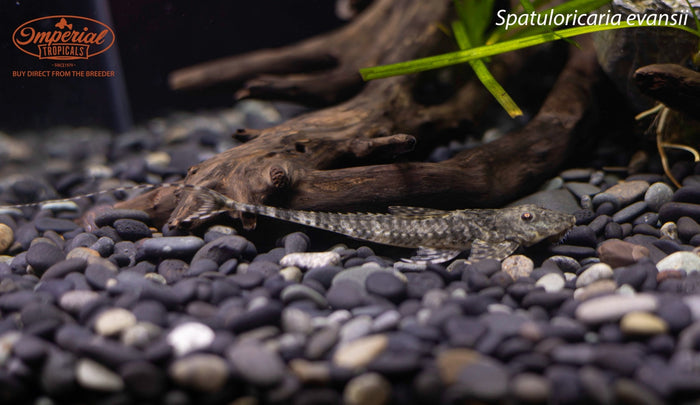 Spatuloricaria evansii