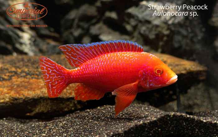 Strawberry Peacock (Aulonocara sp.)