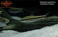 Striped Leporinus (Brevidens striatus)