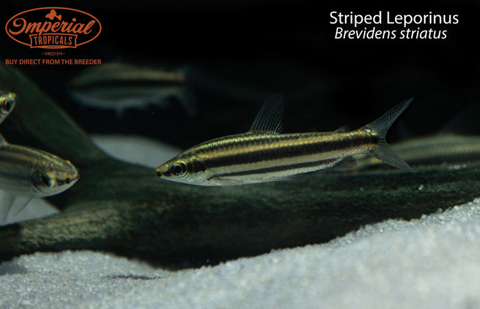 Striped Leporinus (Brevidens striatus)