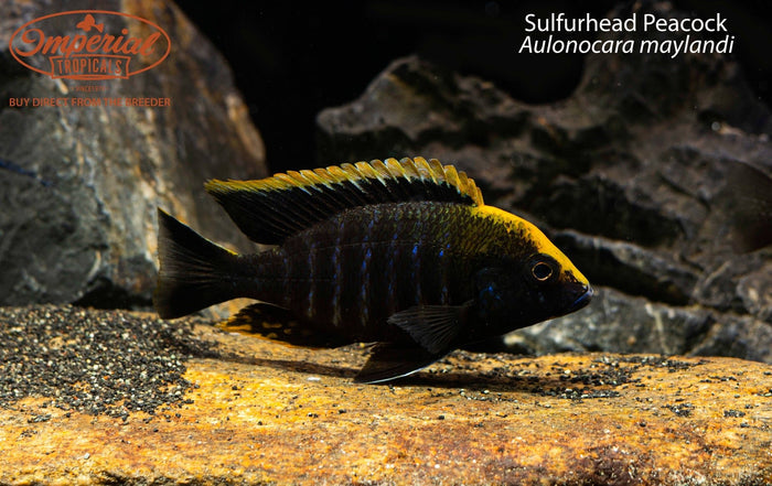 Sulfurhead Peacock