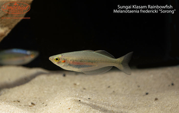 Sungai Klasam Rainbowfish