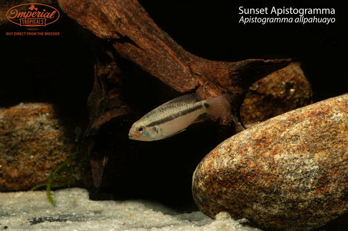 Sunset Apistogramma