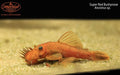 Super Red Bushynose