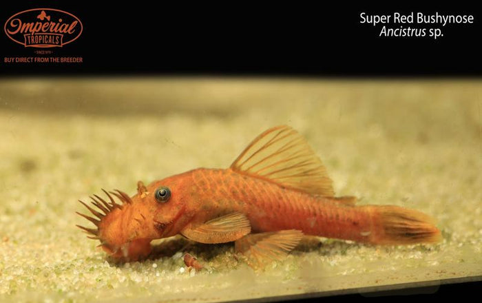 Super Red Bushynose