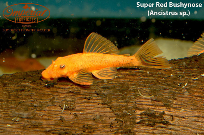 Super Red Bushynose
