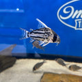 Super Schwartzi Hoplisoma