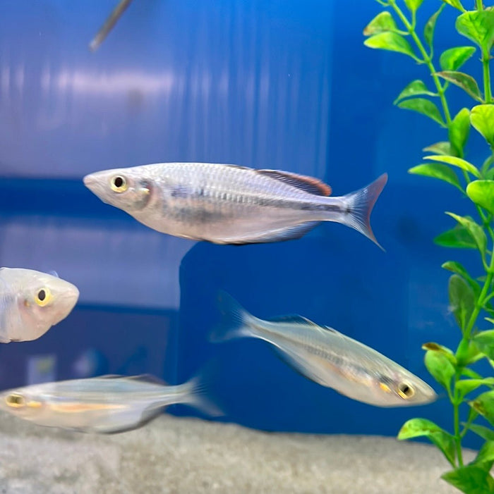 Susi Creek Rainbowfish