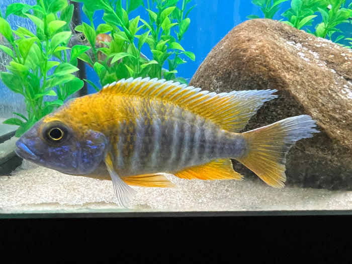Swallowtail Peacock