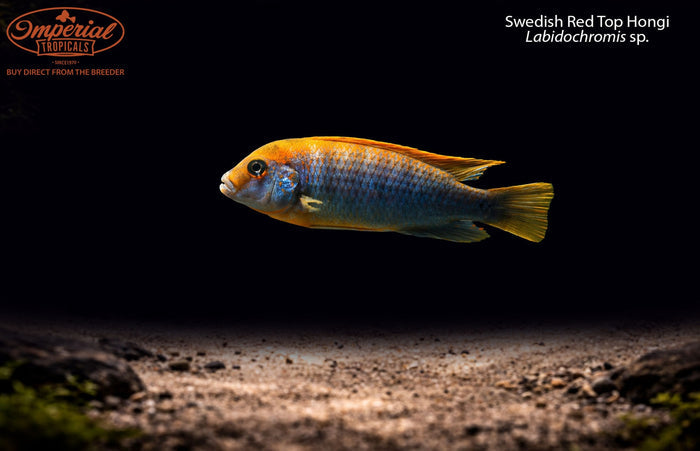 Swedish Red Top Hongi
