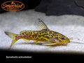 Synodontis schoutedeni