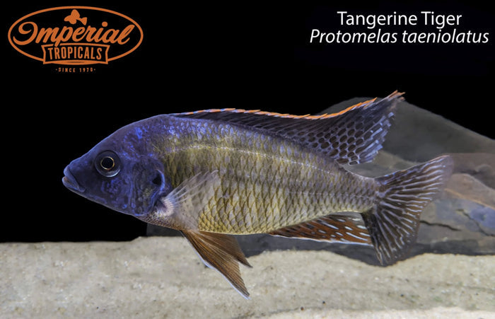 Tangerine Tiger
