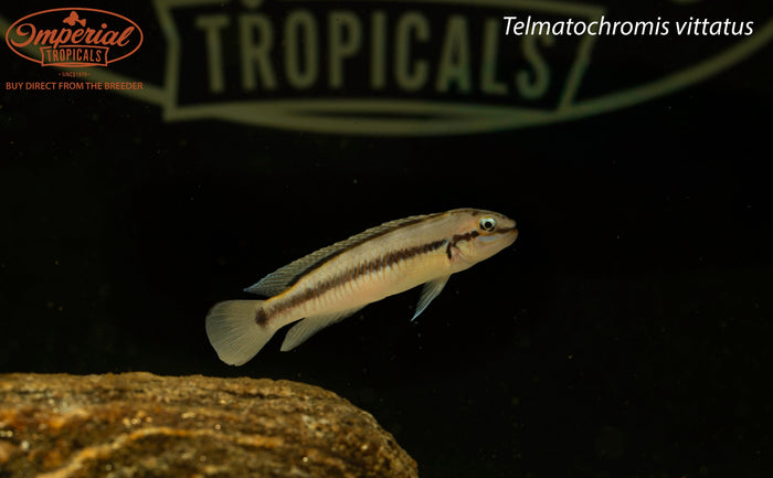 Telmatochromis vittatus