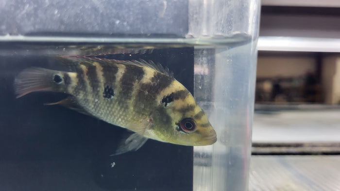 Three Spot Cichlid