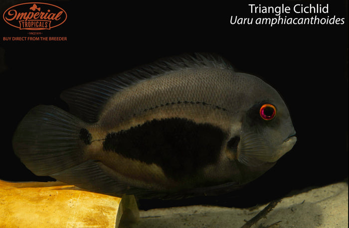 Triangle Cichlid